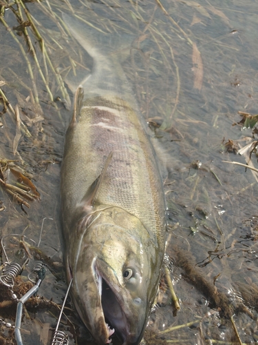 シロザケの釣果