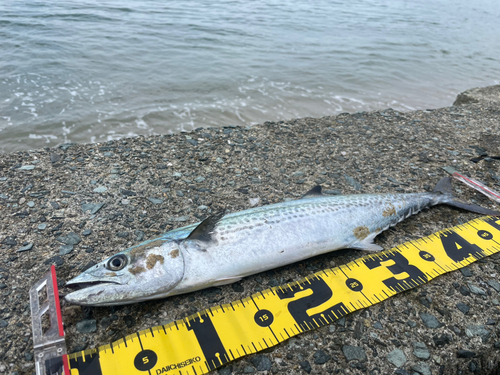 サゴシの釣果