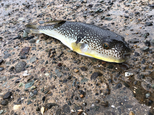 ショウサイフグの釣果