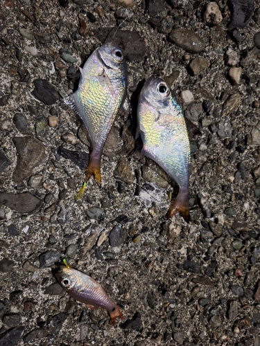 ミナミハタンポの釣果