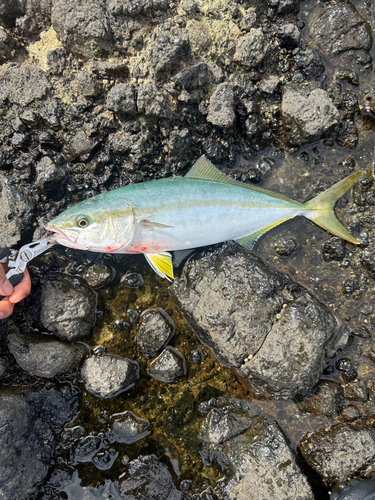 ヤズの釣果