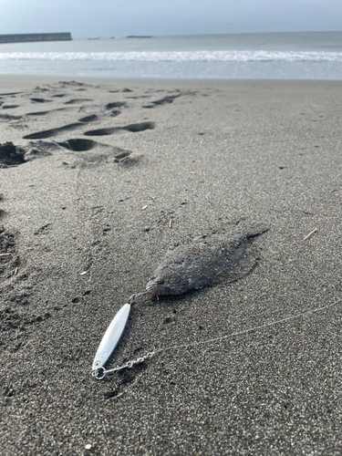 ソゲの釣果