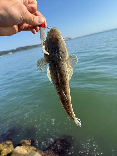 エソの釣果