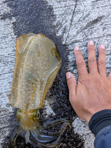 アオリイカの釣果