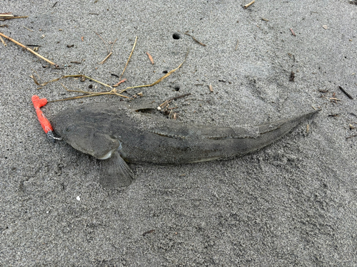 マゴチの釣果