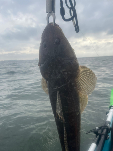 マゴチの釣果