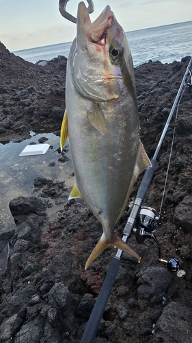 ショゴの釣果