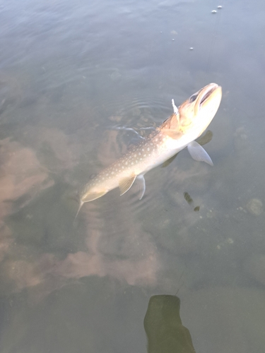 アメマスの釣果