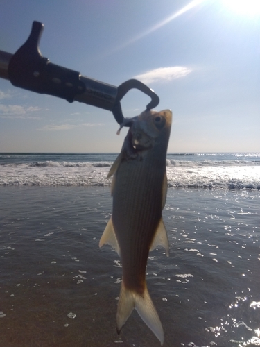 ボラの釣果