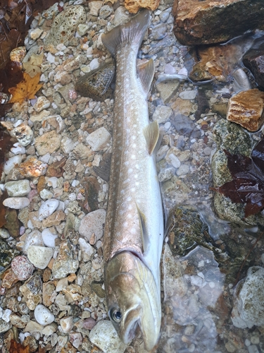 アメマスの釣果