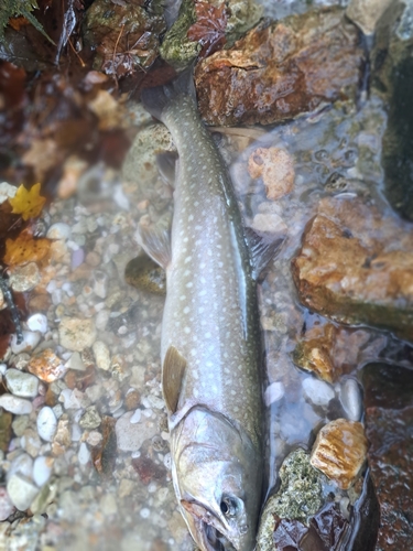 アメマスの釣果