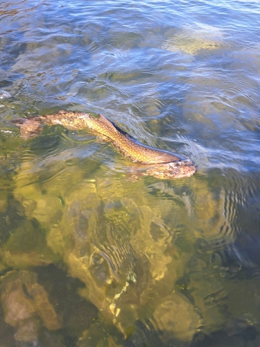 アメマスの釣果