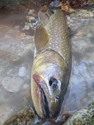 アメマスの釣果