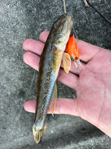 マハゼの釣果