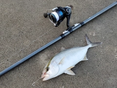 ショゴの釣果