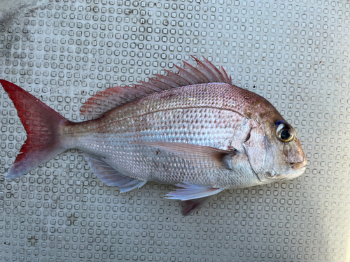 タイの釣果