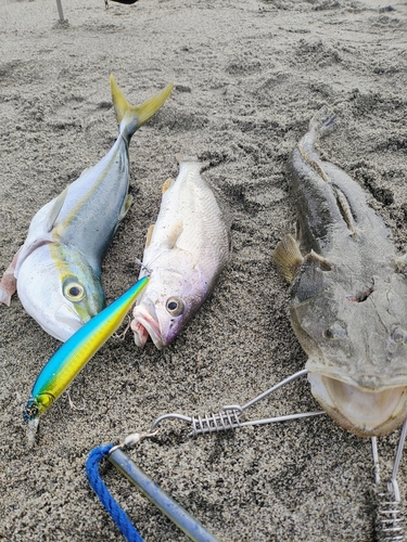 マゴチの釣果