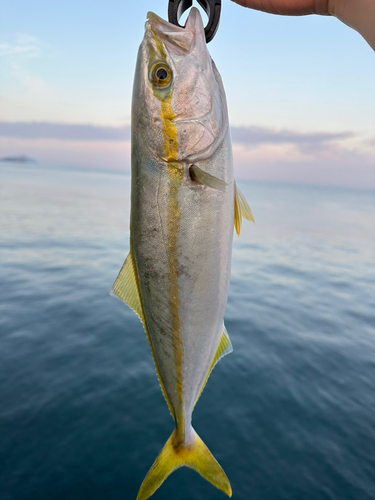 ヤズの釣果