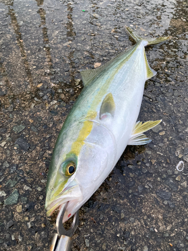 ハマチの釣果