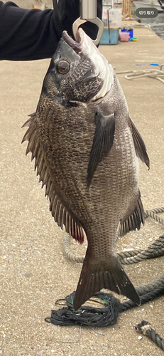 チヌの釣果