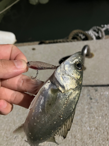 スズキの釣果