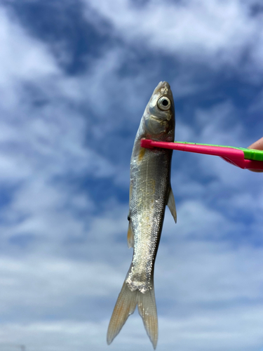 ウグイの釣果