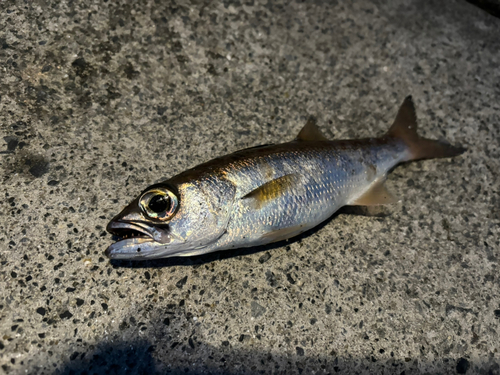 クロムツの釣果