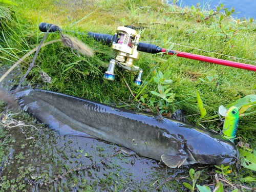 マナマズの釣果