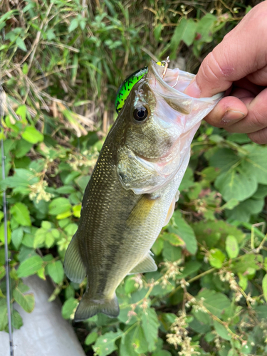 ラージマウスバスの釣果