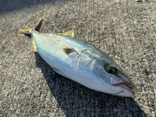 イナダの釣果