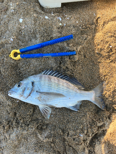 チンチンの釣果