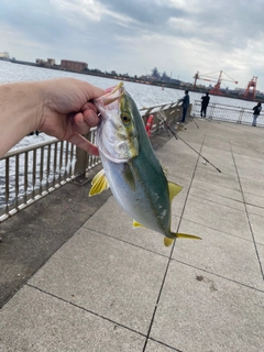 イナダの釣果