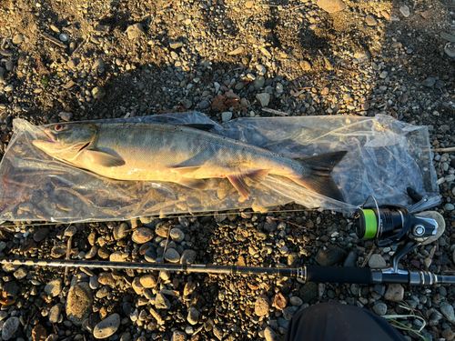 アキアジの釣果