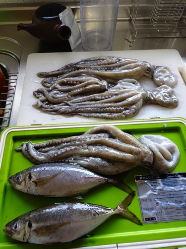 マダコの釣果