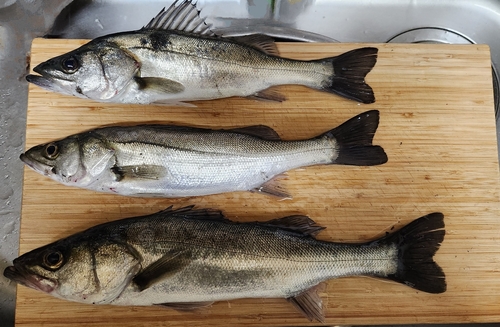 セイゴ（マルスズキ）の釣果