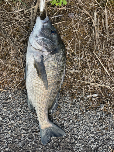 クロダイの釣果