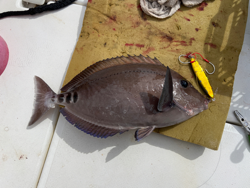 ニザダイの釣果