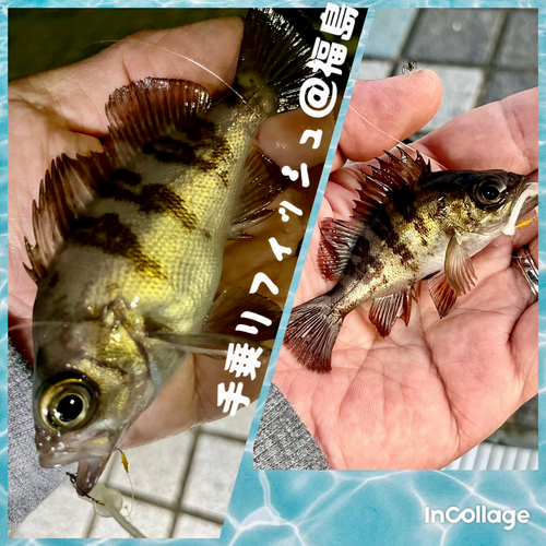 メバルの釣果