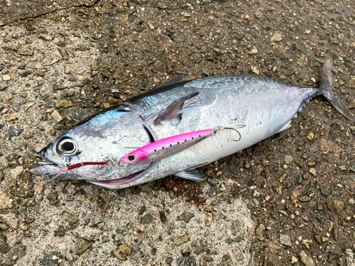 ヒラソウダの釣果