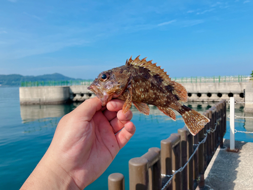 ガシラの釣果