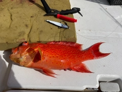 オジロバラハタの釣果