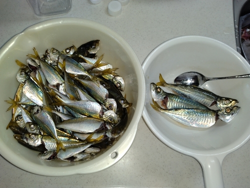 アジの釣果