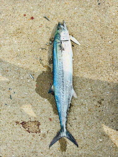 サゴシの釣果