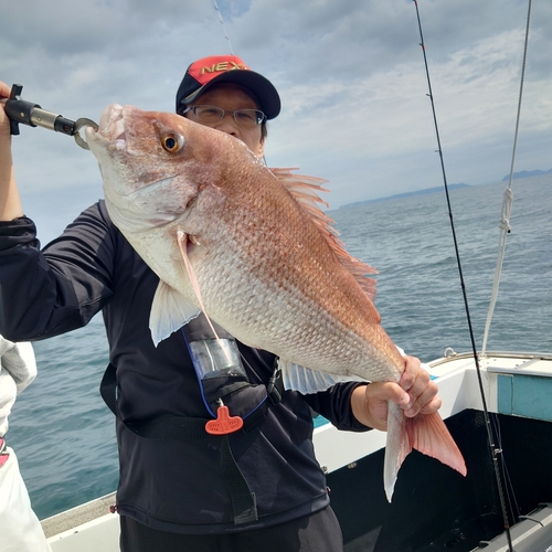 マダイの釣果