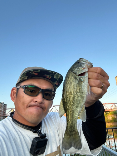 ブラックバスの釣果