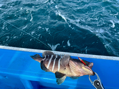 マハタの釣果