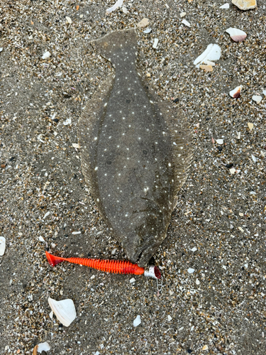 ソゲの釣果