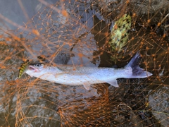 イトウの釣果