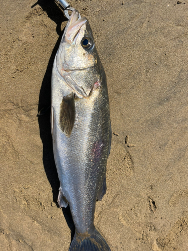 スズキの釣果