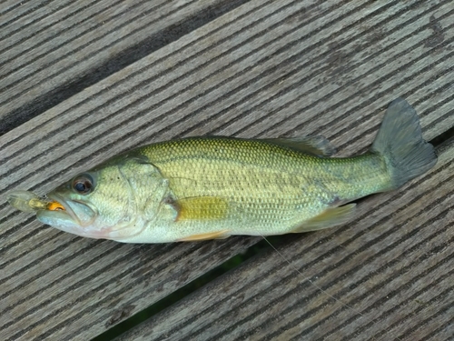 釣果